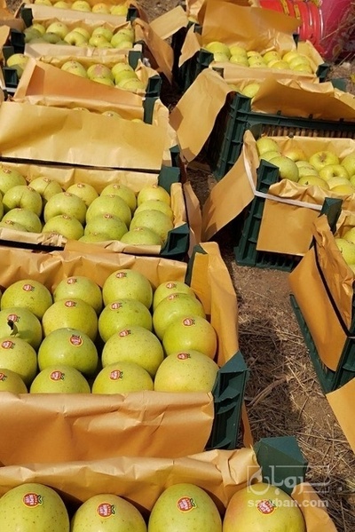 فروش سیب زرد