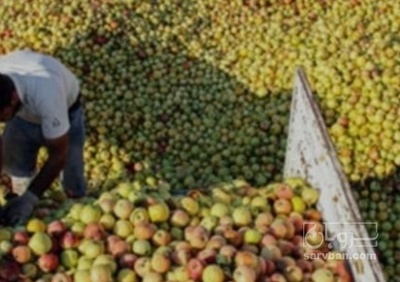 فروش سیب ضایعاتی