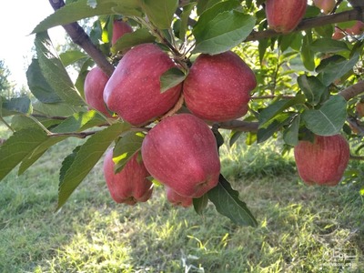 فروش سیب  قرمز لبنان