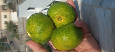 فروش نارنگی