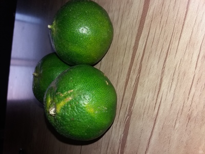 فروش نارنگی