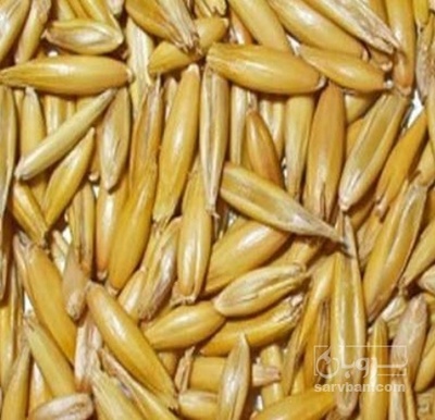 فروش جو