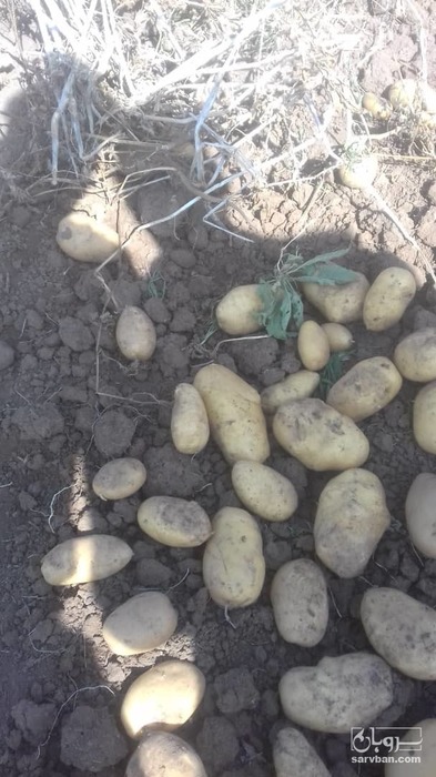 فروش سیب زمینی