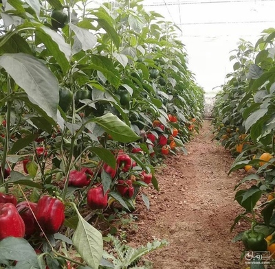 فروش فلفل دلمه ای رنگی صادراتی