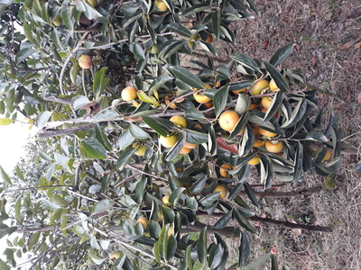 فروش خرمالو