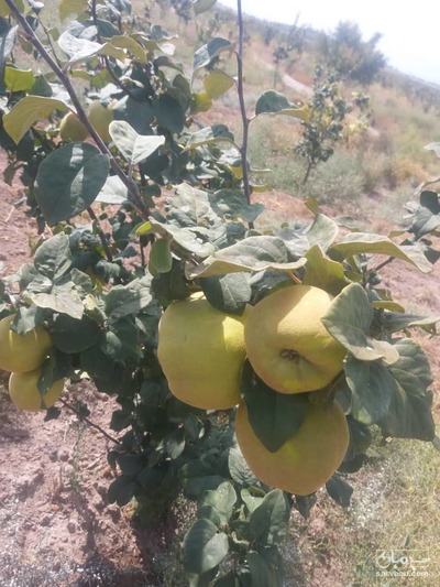 فروش به اصفهان