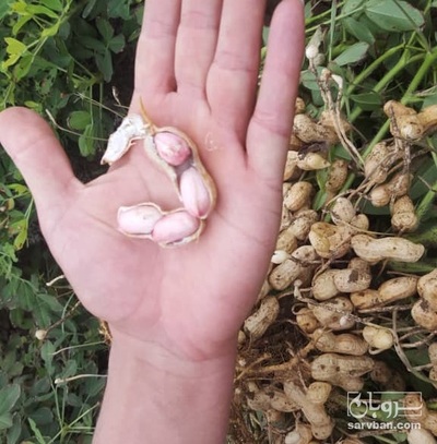 فروش بادام زمینی