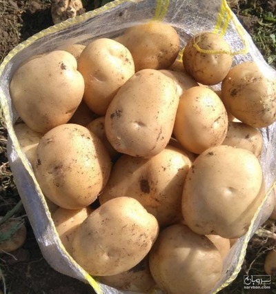 فروش سیب زمینی
