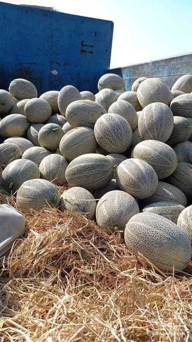 فروش خربزه جانا