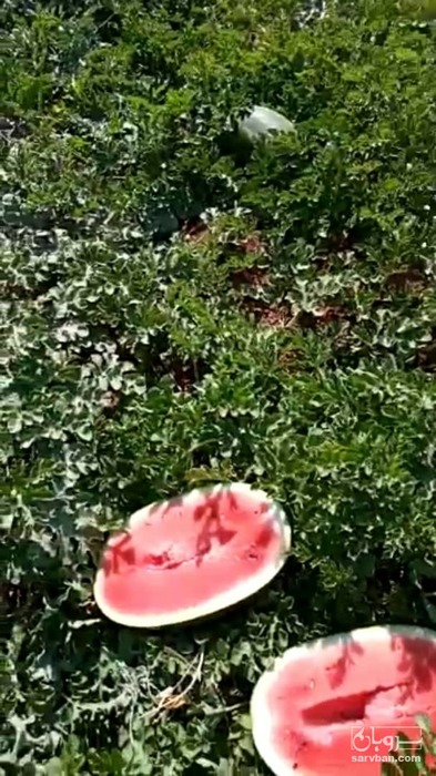 فروش هندوانه بیضی