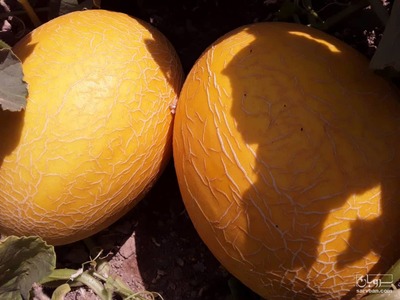 فروش خربزه راک