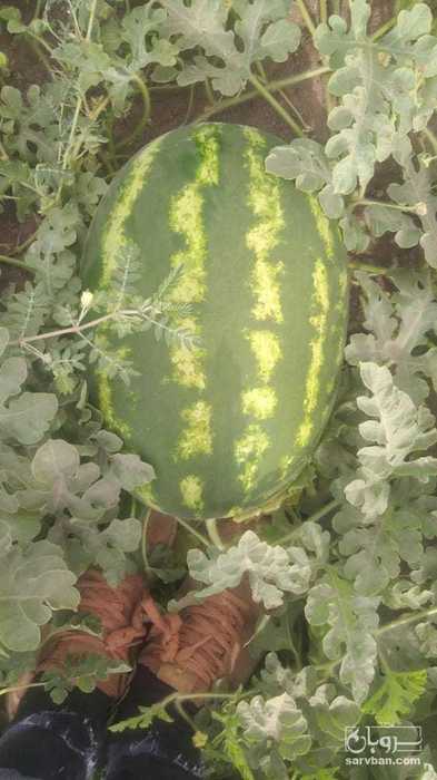 فروش هندوانه بیضی