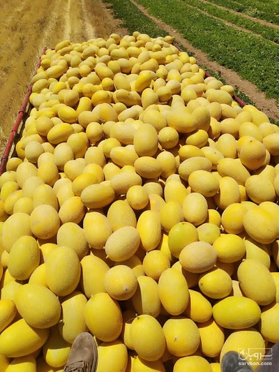 فروش خربزه راک