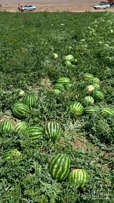 فروش هندوانه گرد