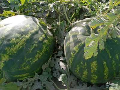 فروش هندوانه