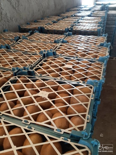 فروش کیوی 2