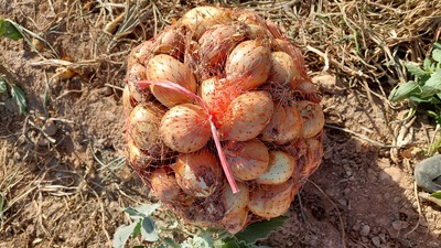 فروش پیاز طلایی