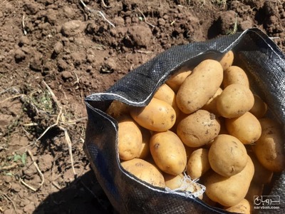 فروش سیب زمینی