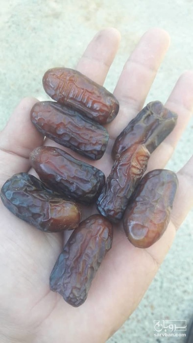 فروش خرما