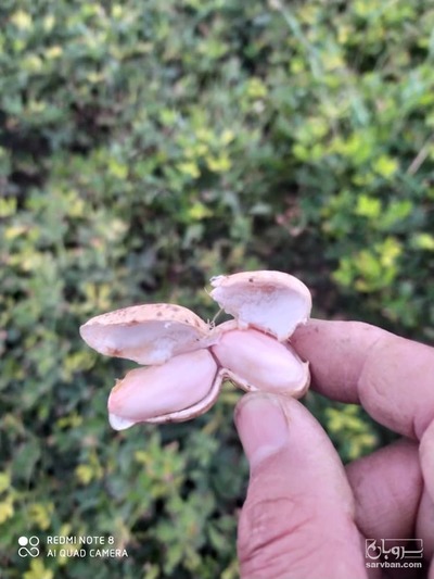 فروش بادام زمینی