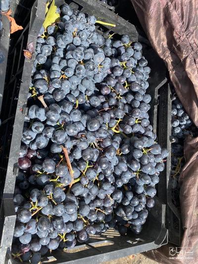 فروش انگور سیاه