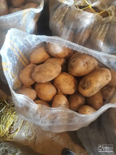 فروش سیب زمینی
