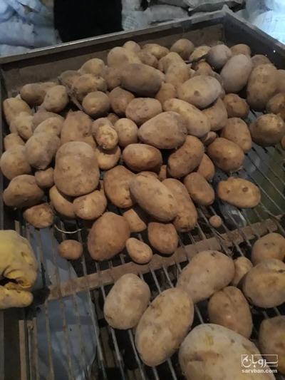 فروش سیب زمینی جلی