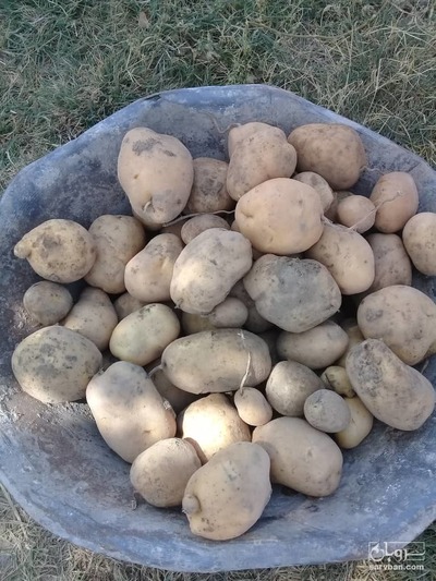 فروش سیب زمینی