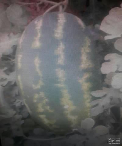 فروش هندوانه