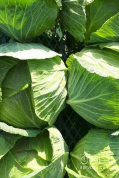 فروش کلم برگی سفید