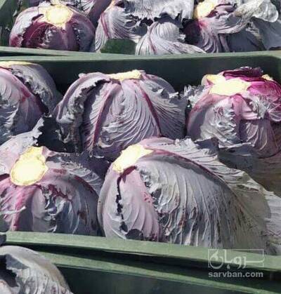 فروش کلم برگی بنفش