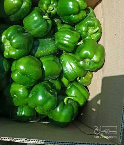 فروش فلفل دلمه ای سبز