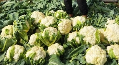 فروش گل کلم