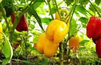 فروش فلفل دلمه ای
