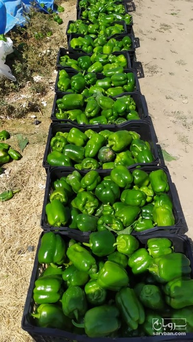 فروش فلفل دلمه ای
