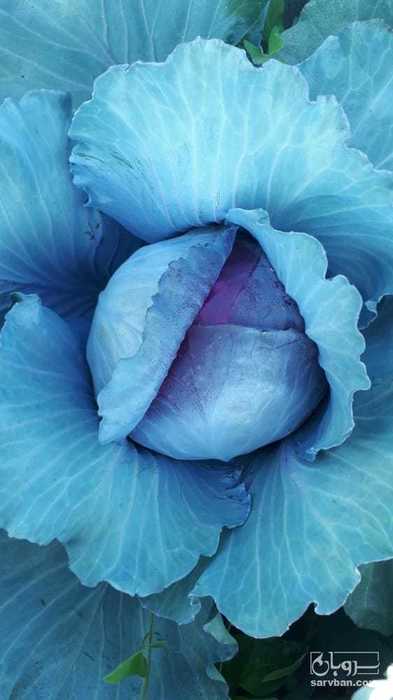 فروش کلم برگ بنفش