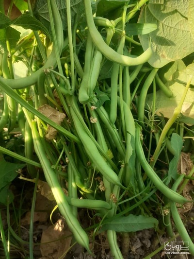 فروش لوبیا سبز