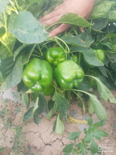 فروش فلفل دلمه ای سبز