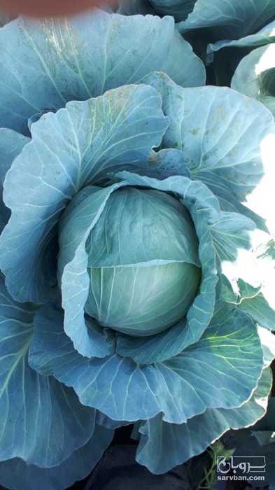 فروش کلم برگ سفید