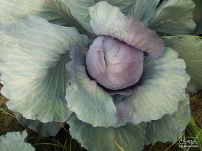 فروش کلم بنفش