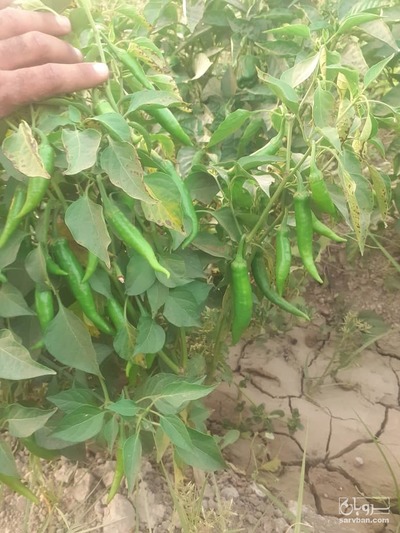 فروش فلفل کبابی