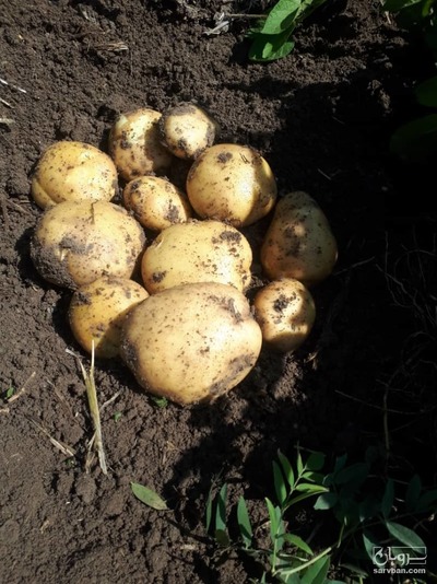 فروش سیب زمینی سانتا