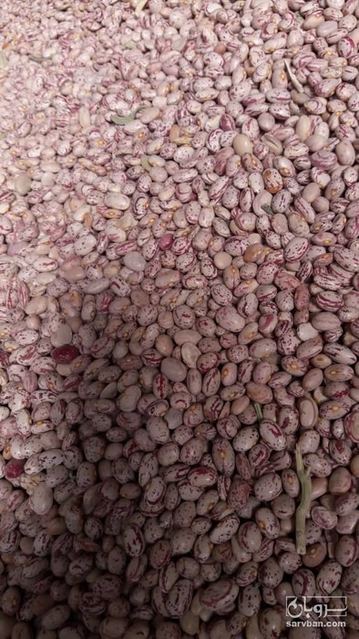 فروش لوبیا چیتی