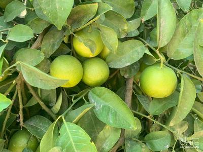 فروش لیمو شیرین