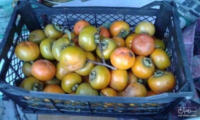 فروش خرمالو