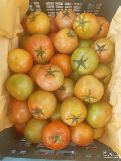 فروش گوجه فرنگی8320