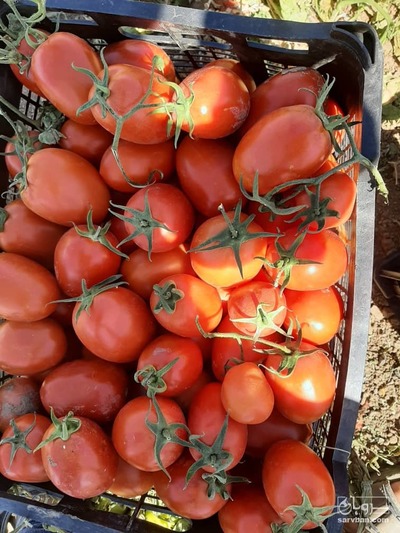 فروش گوجه فرنگی متین