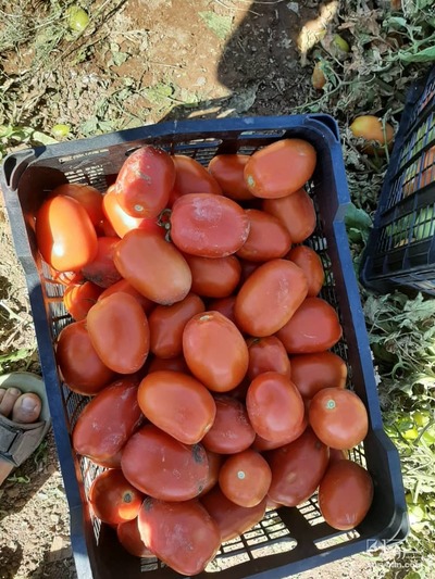 فروش گوجه فرنگی متین 2