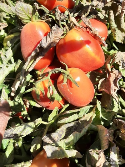 فروش گوجه فرنگی متین 3