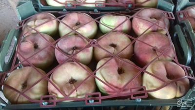 فروش هلو انجیری